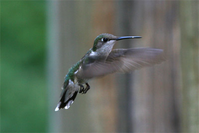 Ruby-throated Hummingbird July 2011