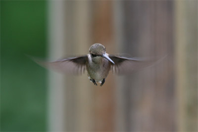 Ruby-throated Hummingbird July 2011