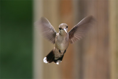 Ruby-throated Hummingbird July 2011