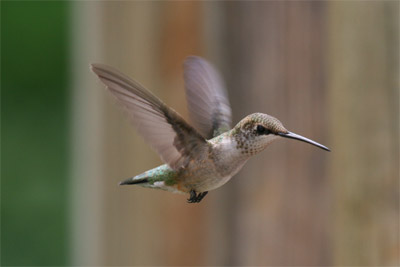 Ruby-throated Hummingbird July 2011