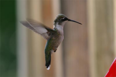 Ruby-throated Hummingbird July 2011