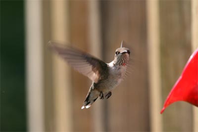 Ruby-throated Hummingbird July 2011