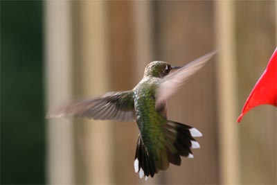Ruby-throated Hummingbird July 2011