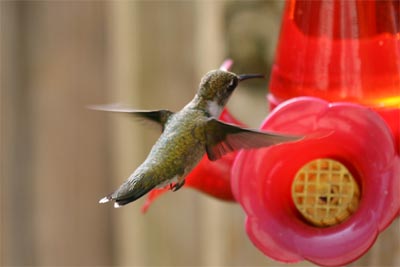 Ruby-throated Hummingbird July 2011