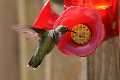 Ruby-throated Hummingbird July 2011