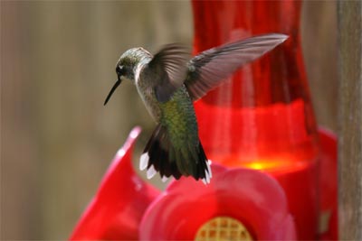 Ruby-throated Hummingbird July 2011