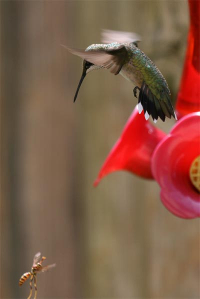 Ruby-throated Hummingbird July 2011