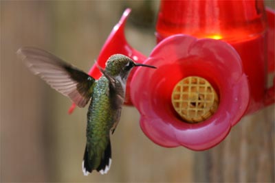 Ruby-throated Hummingbird July 2011