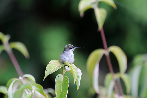 Ruby-throated Hummingbird