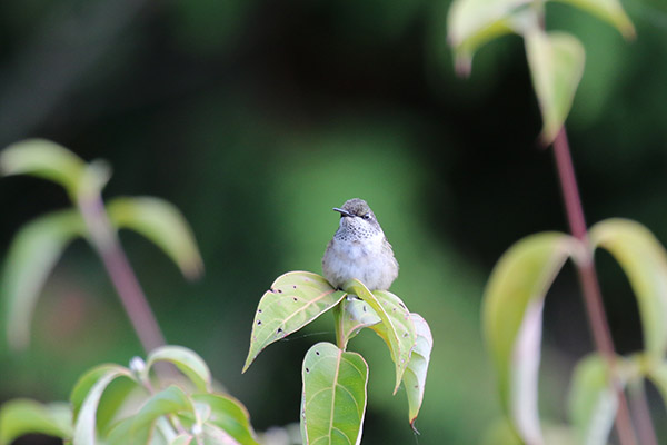 Ruby-throated Hummingbird