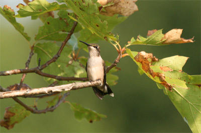 Ruby-throated Hummingbird