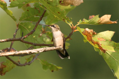 Ruby-throated Hummingbird