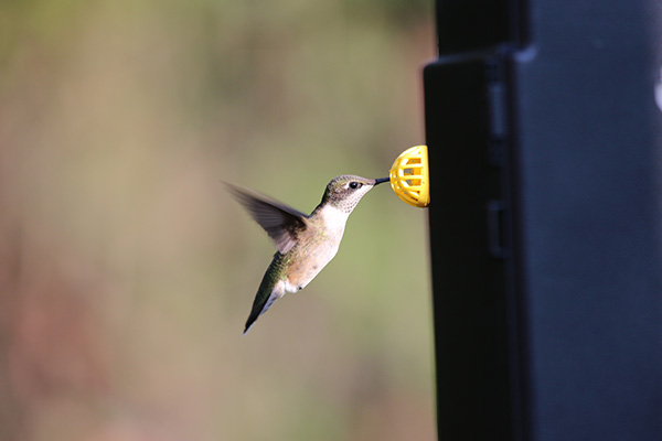 Ruby-throated Hummingbird