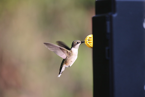 Ruby-throated Hummingbird