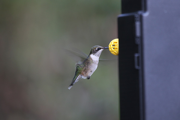 Ruby-throated Hummingbird