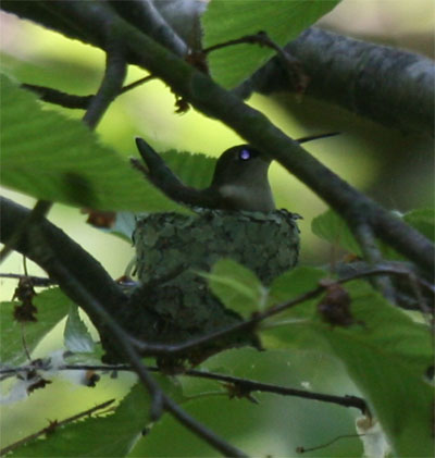 Ruby-throated Hummingbird nest