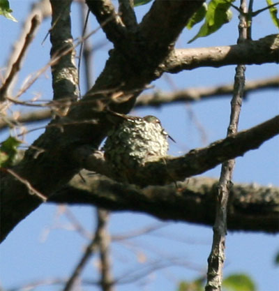 Ruby-throated Hummingbird nest