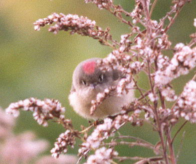 Ruby-crowned Kinglet