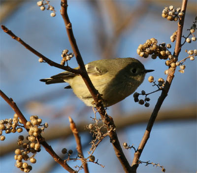 Ruby-crowned Kinglet