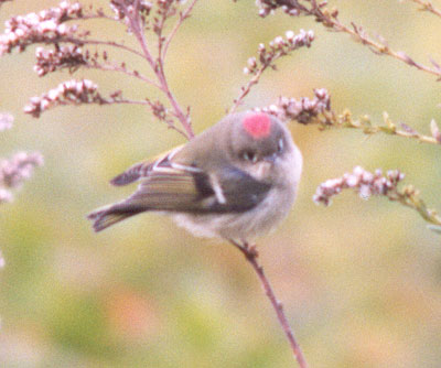 Ruby-crowned Kinglet