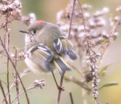 Ruby-crowned Kinglet