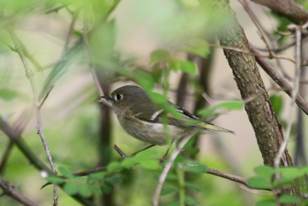 Ruby-crowned Kinglet