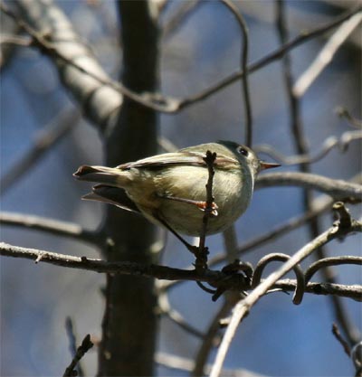 Ruby-crowned Kinglet