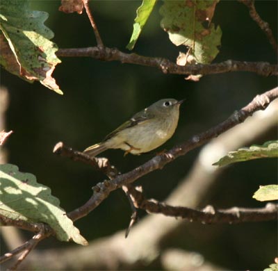 Ruby-crowned Kinglet