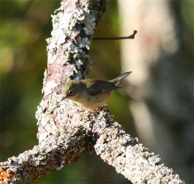 Black Throated Blue Warbler