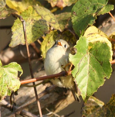 Ruby-crowned Kinglet