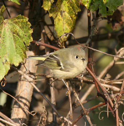 Ruby-crowned Kinglet