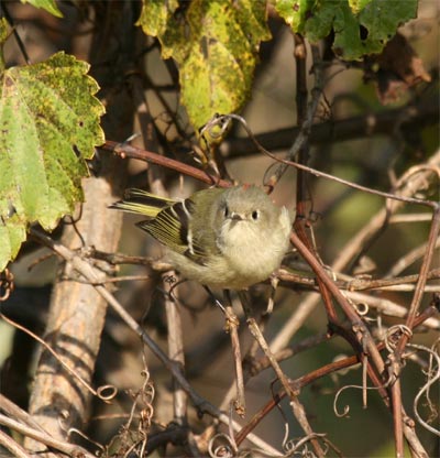 Ruby-crowned Kinglet