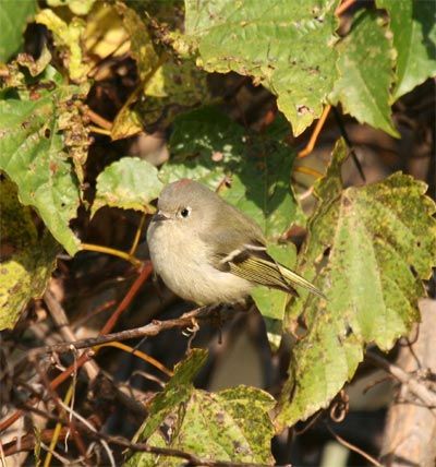 Ruby-crowned Kinglet