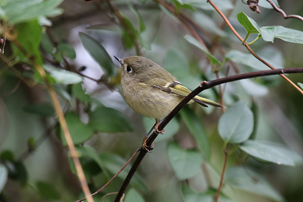 Ruby-crowned Kinglet