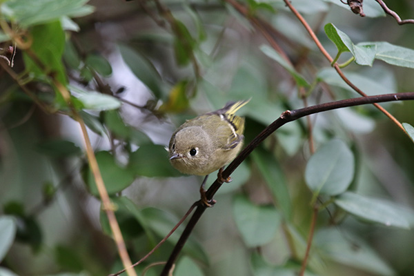 Ruby-crowned Kinglet