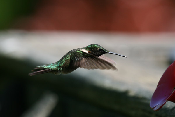 Ruby-throated Hummingbird