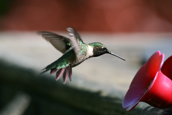 Ruby-throated Hummingbird