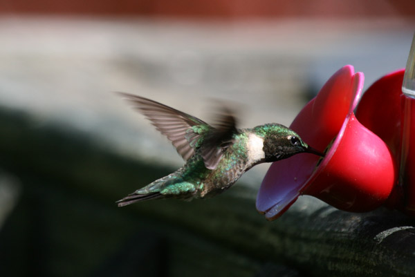 Ruby-throated Hummingbird