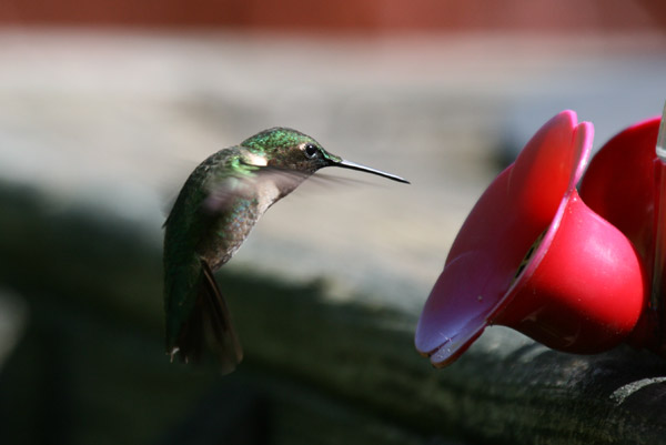 Ruby-throated Hummingbird