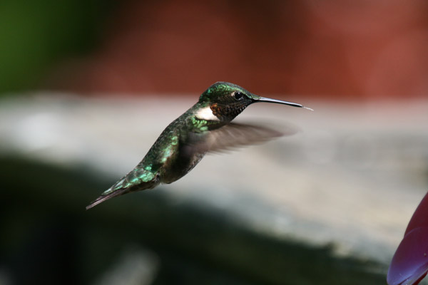 Ruby-throated Hummingbird