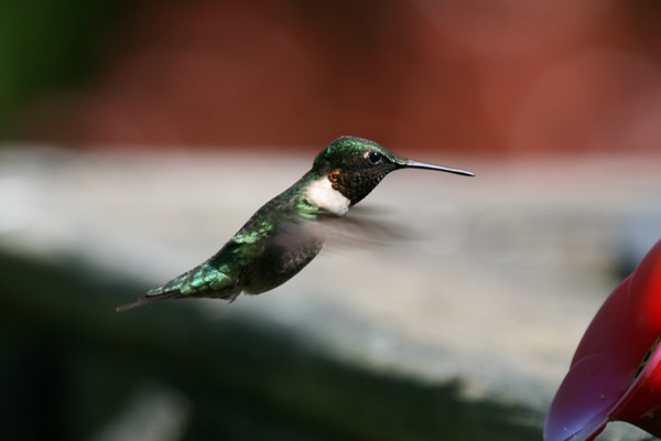 Ruby-throated Hummingbird