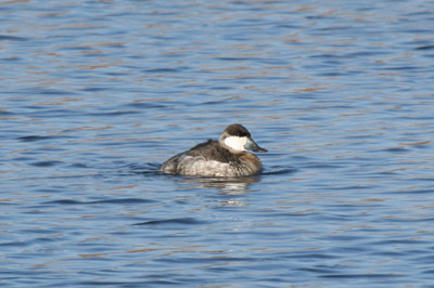 Ruddy Duck