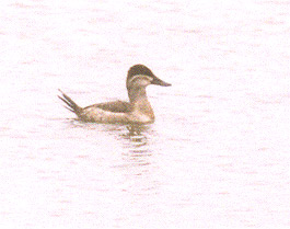 Ruddy Duck