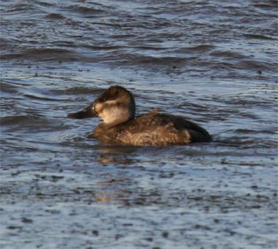 Ruddy Duck