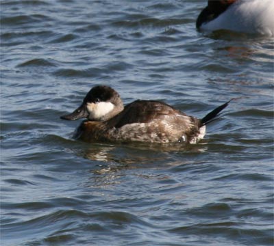 Ruddy Duck