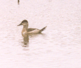 Ruddy Duck