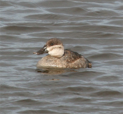 Ruddy Ducks