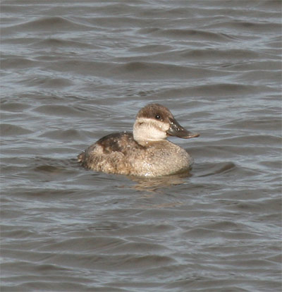 Ruddy Ducks