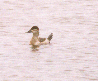 Ruddy Duck