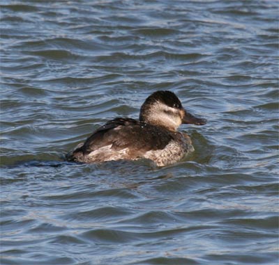 Ruddy Duck